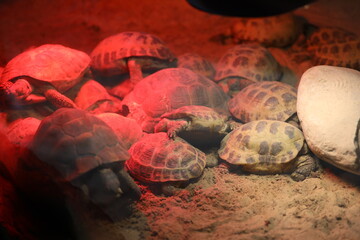 A group of turtles are laying on the ground in a red light. The turtles are all different sizes and...