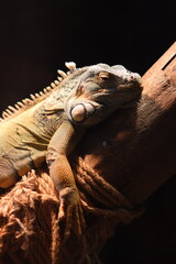 A lizard is laying on a branch. The lizard is brown and has a green head. The branch is brown and has a rope tied to it