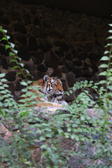 A tiger is laying in the shade of some bushes. The tiger is looking at the camera. The bushes are green and the tiger is brown