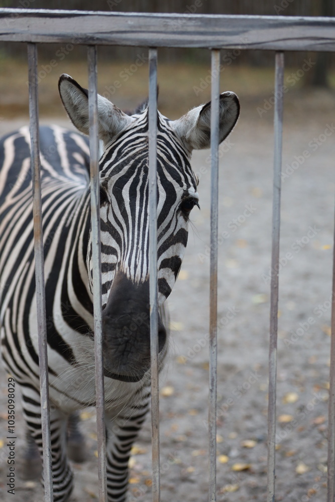 Poster a zebra is standing in front of a fence. the zebra is looking at the camera