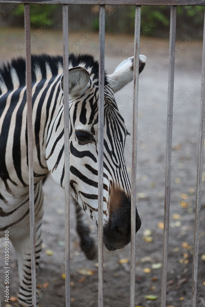Poster a zebra is looking at the camera through a fence. scene is curious and inquisitive, as the zebra see