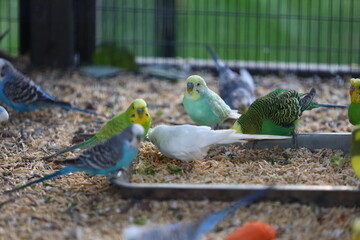 A group of birds are eating from a tray in a cage. The birds are of different colors and sizes