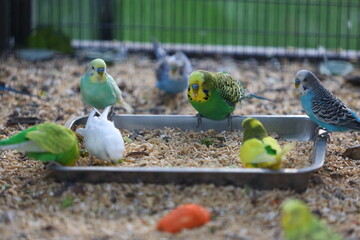 A group of birds are eating from a tray. The tray is silver and has a mix of different colored birds