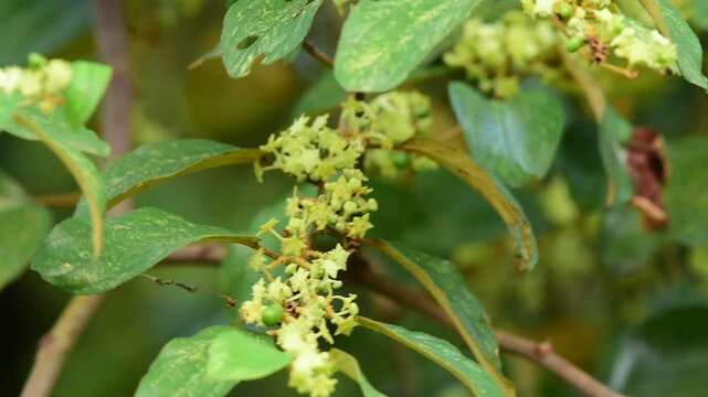 honey collecting by butterfly , waps and insects on flower and plant