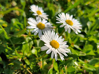 blooming  small white daises in the grass close up