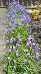 Obraz premium blooming grape hyacinth flowers, muscari, in the spring garden