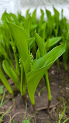 Fototapeta premium young green leaves and flower buds of lily of the valley 