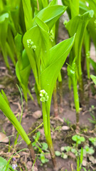 young green leaves and flower buds of lily of the valley 