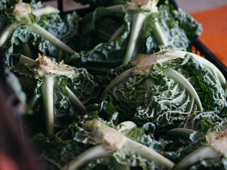 cabbage in the market