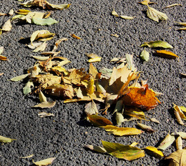 tapis de feuilles sur le goudron