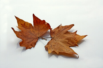 2 feuilles de platane séches