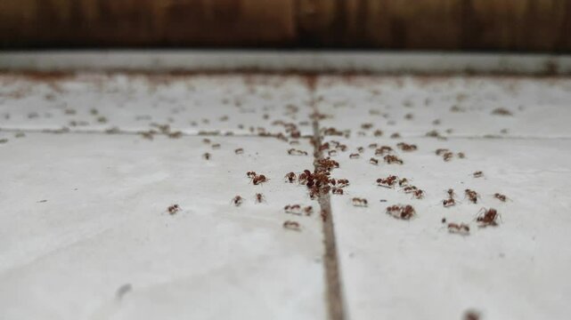 Selective focus footage of red ants on tiled floor, red ant nest at home. 4K