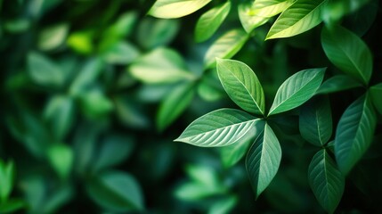Fototapeta premium Green Leaves in Soft Focus for Nature Background