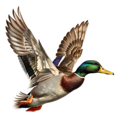 A vibrant mallard duck soaring gracefully through the air, showcasing its stunning plumage and natural beauty.