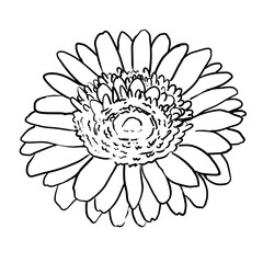 シンプルな白い背景のガーベラ線画モノクロイラスト　A simple monochrome line drawing illustration of a gerbera on a white background.