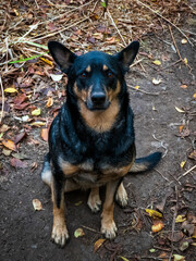 A black dog lies on the ground