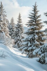 Fototapeta premium Snow-covered trees line a tranquil winter pathway under a clear blue sky in a picturesque landscape