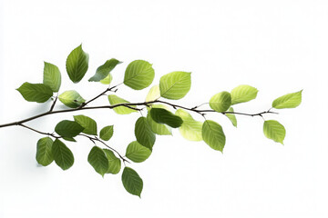 Fototapeta premium A branch with green leaves against a white background.