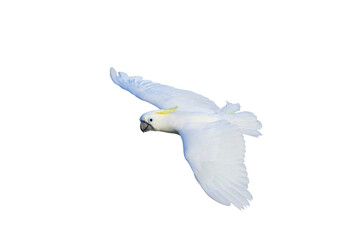 Beautiful Triton Cockatoo parrot flying isolated on transparent background png file