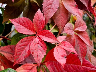 Maiden grape (lat. Parthenocissus) is a genus of plants of the Grape family. Red autumn leaves. beautiful botanical shot, natural wallpaper