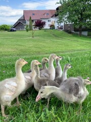 Fototapeta premium country goose and geese