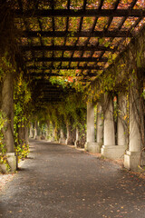 Obraz premium Autumn pergola-veranda with columns entwined with maiden grapes in the Italian style, autumn postcard, autumn in a city public park, autumn walk 