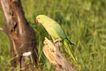 green winged macaw