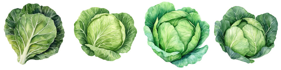 Obraz premium Vibrant Green Cabbages in Organic Garden Fresh Healthy Produce for Nutritious Cooking and Culinary Recipes