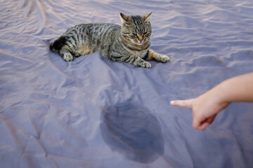 The cat went to the toilet on the bed. The woman points to the stain on the after pet and scolds...