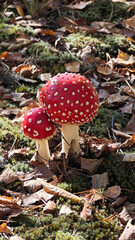 Amanita muscaria or fly agaric mushrooms in the sunlit autumn forest