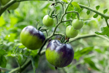 harvesting black tomatoes in garden