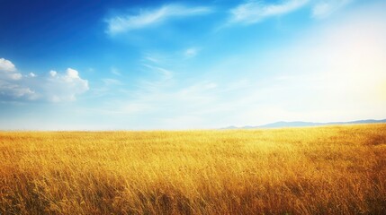 Fototapeta premium Golden Grass Field Under a Blue Sky with White Clouds