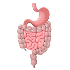The human stomach and intestines. Organs on a white background. Vector illustration.