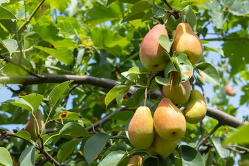 pears eco fruit growing in the garden on a bright Sunny day. Fruit for juice ecological