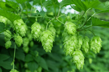 Green fresh hop cones for making beer and bread closeup, agricultural background