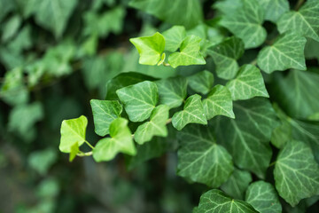 Obraz premium Ivy, Hedera helix or European ivy leaf. Close up photo