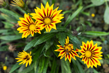 Beautiful Flowers Gazania in Flower Garden