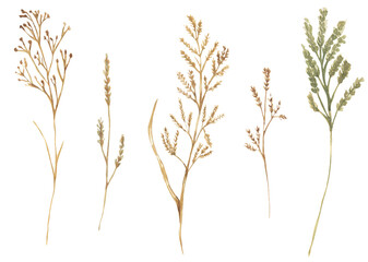 Obraz premium Watercolor hand drawn meadow flora illustration set, field grass clipart