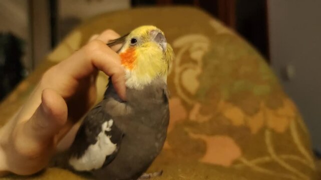 Fluffy Corella parrot cleans feathers takes care of itself. Nymph pet home exotic wild bird Adult old stroke animal Owner petting parrot scratching head combing feathers warm light green blanket