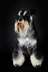 sitting miniature schnauzer looking front isolated on black 