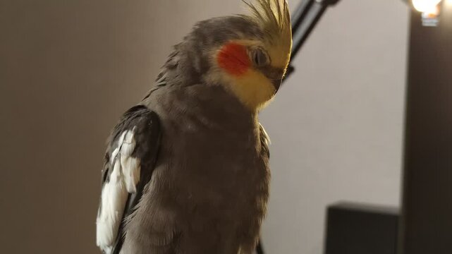 Corella parrot cleans its feathers and takes care of itself. One gray bird with a yellow crest and orange cheeks. Nymph pet at home exotic wild bird care indoors. Adult bird old fluffy chick