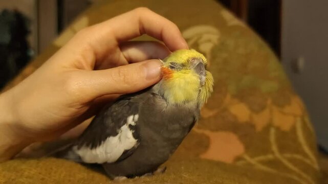 Fluffy Corella parrot cleans feathers takes care of itself. Nymph pet home exotic wild bird Adult old stroke animal Owner petting parrot scratching head combing feathers warm light green blanket