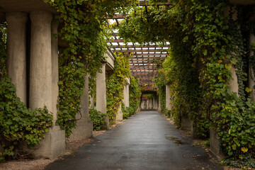 Autumn pergola-veranda with columns entwined with maiden grapes in the Italian style, autumn postcard, autumn in a city public park, autumn walk
