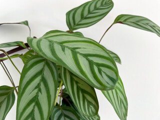 Ctenanthe oppenheimiana decorative indoor house plant close up isolated on white background