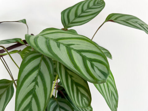 Ctenanthe Oppenheimiana" Images  Browse 148 Stock Photos, Vectors, and  Video | Adobe Stock