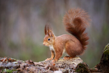 The European red squirrel (Sciurus vulgaris) is a rodent of the Sciuridae family widespread in Europe, but also in Asia.