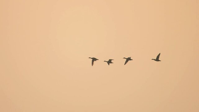 Four ducks fly in a loose formation against a pale peach sky. The ducks are silhouetted against the sky, flying in morning