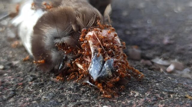 fire ant ferocity: fire ants swarm sparrows