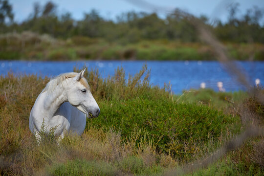 Beautiful white horse on the field with pond