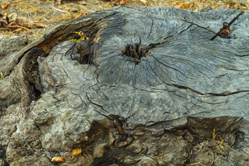An old large stump of cut wood with deep longitudinal cracks. Black dots are visible on the surface, indicating that the wood is damaged by one of the types of putrefactive fungi, aging concept.